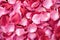 a tight close-up of rose petals