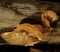 A tight close-up of a shelf of orange-brown fungal goo on a rotting log in Benbrook, Texas