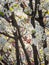 Tight composition of a flowering pear tree in bloom