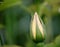 Tight Five Petal Rose Bud With Dew Drop