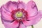 A tight focus on a intricate magenta anemone with its many small petals. Trendy color of 2023 Viva Magenta.. AI