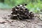 Tight group of mushrooms on ground