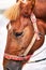 Tight portrait of a beautiful chestnut horse with bridles