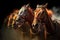 tight shot of racehorses nostrils flaring while running