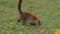 Tight shot of a wild coati foraging for food.