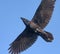 Tight square shot of adult Common Raven soaring in blue sky with stretched wings and tail