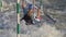 Tight tracking shot looking down river as a C1W Canoe Slalom Athlete successfully navigates a series of gates on a white water