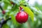 tightly cropped image focusing on the saturated cherry red against a blurry background