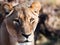 Tightly cropped Lioness portrait