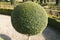 Tightly Cut Topiary Ball.