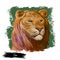 Tigon animal watercolor portrait in closeup. Animalistic drawing of tigon, hybrid mammal. Wild car of feline family predator with