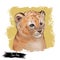 Tigon baby tabby animal watercolor portrait in closeup. Animalistic drawing of tigon hybrid mammal. Wild car of feline predator