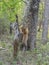 Tigress Choti tara with Radioncollar stretching on Tree at Tadoba Andhari Tiger Reserve,Maharashtra,India