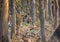 Tigress cmoing out of treeline at Pench national Park,Madhya Pradesh