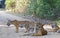 Tigress with cubs resting in the forest of Jim Corbett