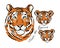 Tigress with cubs. Tigers family for your design. Save the Tigers.