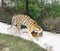 Tigress grasp cub, Safari Park Taigan, Crimea.