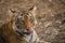 A tigress grooming herself at Ranthambore National Park