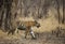 Tigress ina dry summer forest at Tadoba Tiger reserve Maharashtra,India