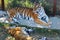 Tigress lies next to tiger cub