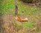 Tigress lying on the ground, resting. Russia. the Amur tiger.