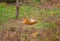 Tigress lying on the ground, resting. Russia. the Amur tiger.