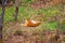 Tigress lying on the ground, resting. Russia. the Amur tiger.