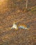 Tigress lying on the ground, resting. Russia. the Amur tiger.