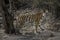 Tigress marking her territory in the forest of Bandhavgarh.