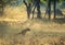 Tigress Maya Stalking in a grass at Tadoba Andhari Tiger Reserve,Maharashtra,india