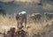 Tigress Maya walking with her Cubs at Tadoba Andhari Tiger Reserve,Maharashtra,India