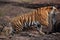 Tigress moving behind the rock , Ranthambore Tiger Reser