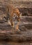 Tigress moving down the rocky terrain at Ranthambore Tiger Reserve, India