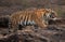 Tigress moving on the rock at Ranthambore Tiger Reserve, India