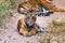 Tigress Noor with cub