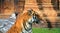 Tigress in profile showing her tongue