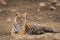 A tigress after quenching her thirst in hot summer at Ranthambore National Park