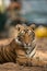 A tigress after quenching her thirst in hot summer at Ranthambore National Park