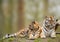 Tigress relaxing on grassy hill with cub