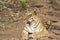 Tigress Resting