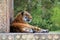 Tigress resting against wall face in profile