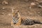 A tigress resting in her territory at Ranthambore National Park