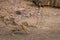 Tigress running after fighting with a male tiger