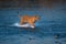 Tigress running through Ramganga river in pursuit of prey on a winter evening