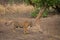 A tigress in rush after fight with a male tiger at ranthambore tiger reserve
