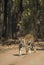 Tigress seen at Bandhavgarh National Park, Madhya Pradesh, India