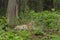 Tigress sitting ina green undergrowth  at Tadoba Tiger reserve Maharashtra,India