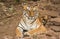 Tigress Sitting resting on rocky ground