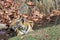 Tigress `solo` queen of the jungle resting in a stream