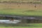 Tigress swimming cross the Telia Lake at Tadoba Tiger reserve Maharashtra,India